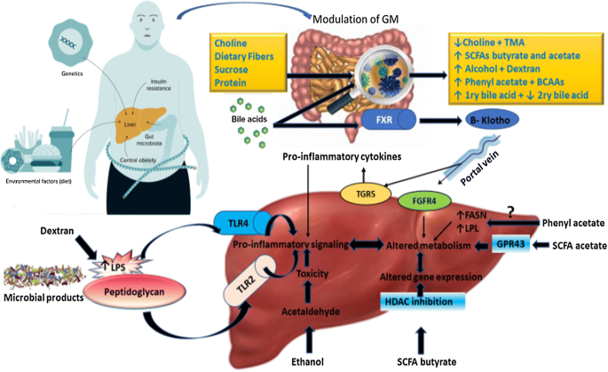 Omega-3 Fatty Acids and Gut Microbiota: A Reciprocal Interaction in  Nonalcoholic Fatty Liver Disease | SpringerLink