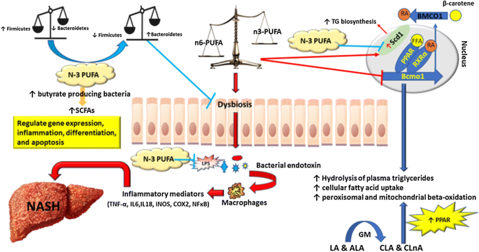 Omega 3 dysbiosis, Dieta pentru tratamentul dysbiosis intestinale