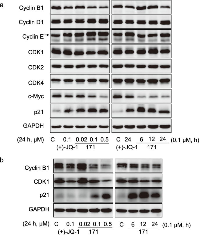 A New Bet Inhibitor 171 Inhibits Tumor Growth Through Cell Proliferation Inhibition More Than Apoptosis Induction Springerlink