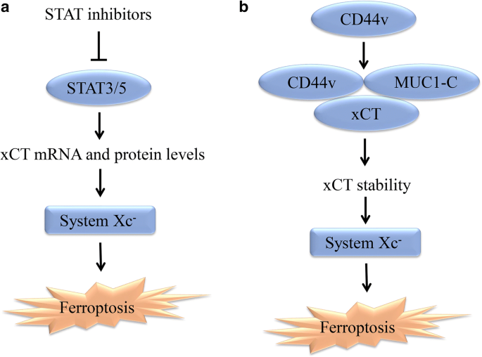 System Xc A Key Regulatory Target Of Ferroptosis In Cancer Springerlink