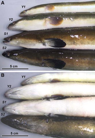 A Silvering Index For The Japanese Eel Anguilla Japonica Springerlink