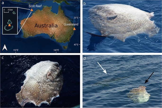 Tiger Shark Predation On Large Ocean Sunfishes Family Molidae Two Australian Observations Springerlink