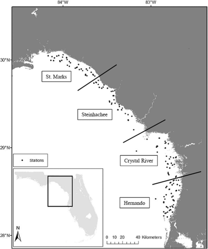 Distribution and abundance of elasmobranchs and large teleost
