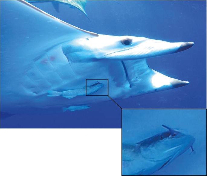 Sicklefin Devilray And Common Remora Prey Jointly On Baitfish Springerlink