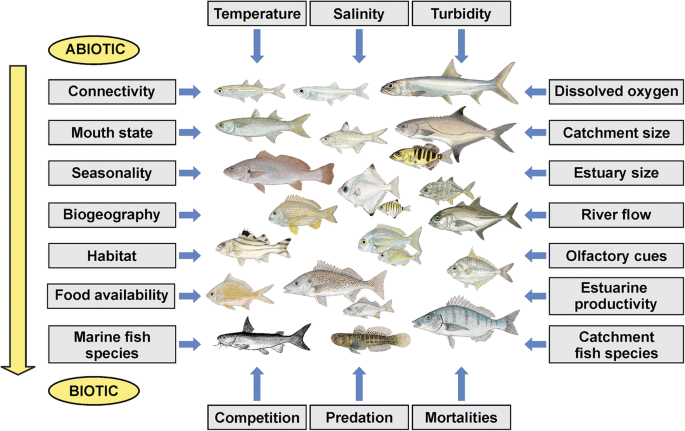 Estuaries – how challenging are these constantly changing aquatic  environments for associated fish species? | SpringerLink