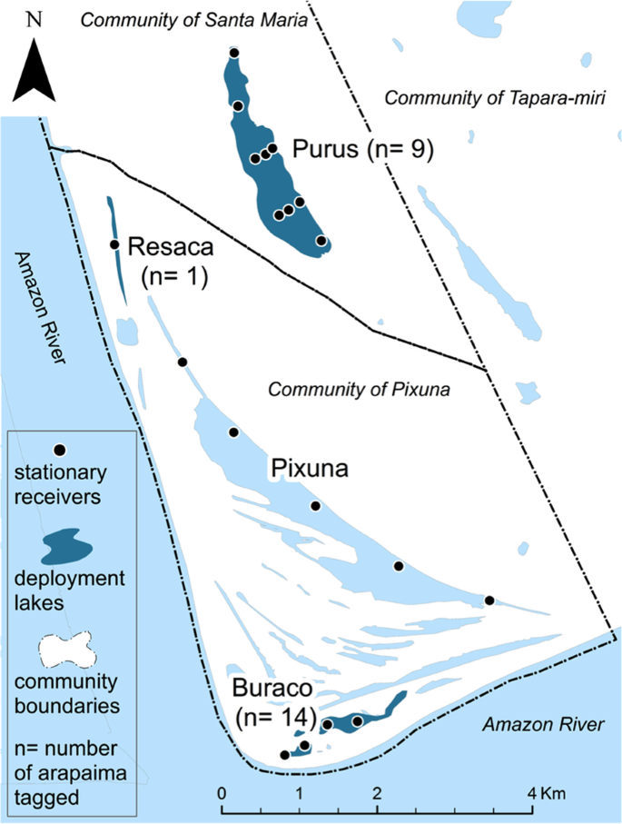 Local fisheries conservation and management works: implications of  migrations and site fidelity of Arapaima in the Lower Amazon | SpringerLink