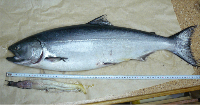 Chinook salmon prey upon large midwater fish in offshore Pacific