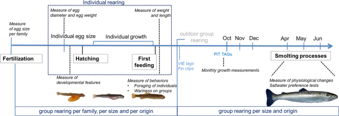 Egg size–related traits during the first year of growth and