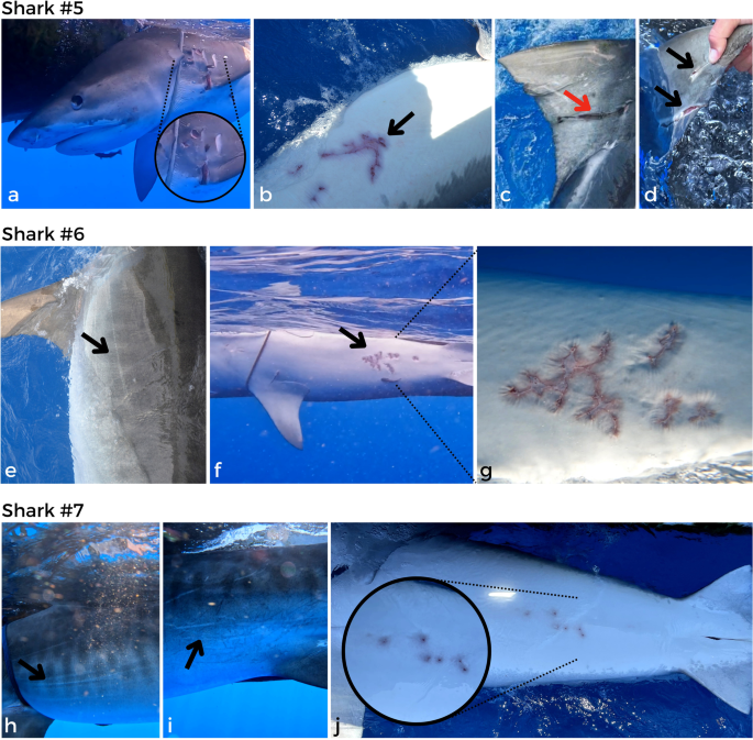 Evidence of mating scars in female tiger sharks (Galeocerdo cuvier ...