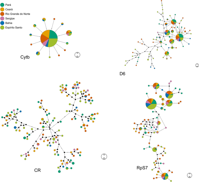 Connectivity and high genetic diversity in populations of the dog ...
