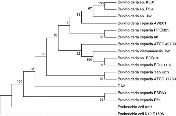 Degradation Of Dimethyl Carboxylic Phthalate Ester By Burkholderia Cepacia Da2 Isolated From Marine Sediment Of South China Sea Springerlink