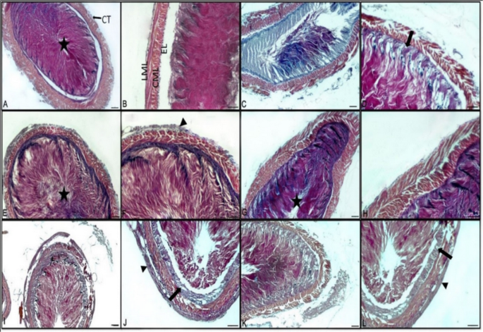 Toxicity Assessment Of Chronic Exposure To Common Insecticides And Bee Medications On Colony Development And Drones Sperm Parameters Springerlink