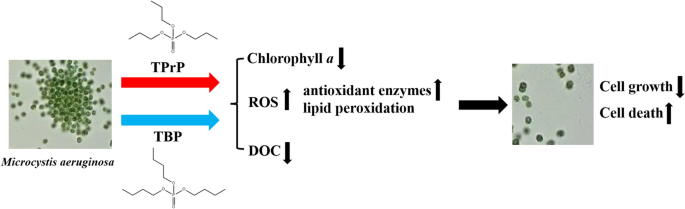 The acute toxicity of tripropyl phosphate and tributyl phosphate to  Microcystis aeruginosa | Environmental Geochemistry and Health | Springer  Nature Link