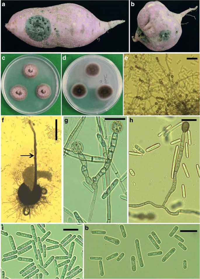 PDF) Characterization of Ceratocystis fimbriata from passion fruits