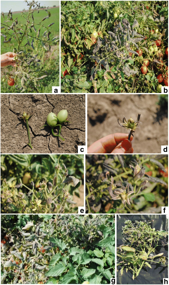 Molecular identification and characterization of phytoplasmas infecting  tomato in North Italy | European Journal of Plant Pathology