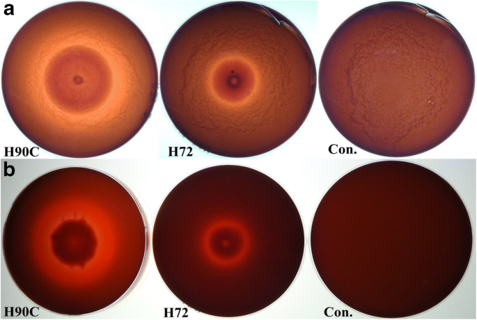 Cell Wall Degrading Enzymes And Their Impact On Fusarium Proliferatum Pathogenicity Springerlink