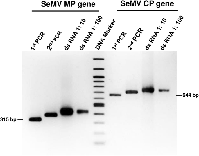 Topical Application Of Double Stranded Rna Molecules Deriving From Sesbania Mosaic Virus Semv Cp And Mp Genes Protects Sesbania Plants Against Semv Springerlink Topical Application Of Double Stranded Rna Molecules Deriving From Sesbania Mosaic Virus Semv Cp And Mp Genes Protects Sesbania Plants Against Semv Springerlink