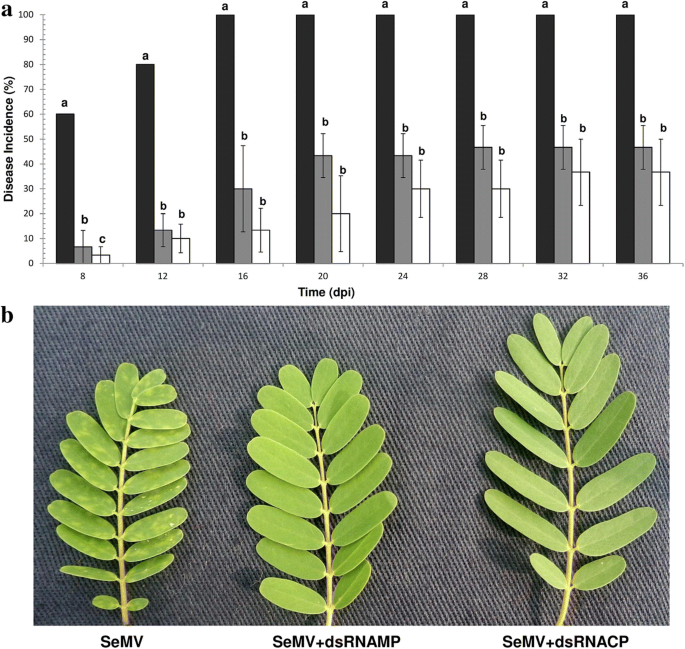 Topical Application Of Double Stranded Rna Molecules Deriving From Sesbania Mosaic Virus Semv Cp And Mp Genes Protects Sesbania Plants Against Semv Springerlink Topical Application Of Double Stranded Rna Molecules Deriving From Sesbania Mosaic Virus Semv Cp And Mp Genes Protects Sesbania Plants Against Semv Springerlink