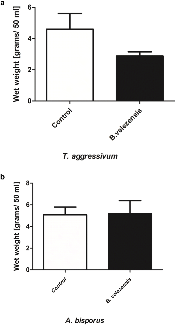 Differential Proteomic Response Of Agaricus Bisporus And Trichoderma Aggressivum F Europaeum To Bacillus Velezensis Supernatant Springerlink