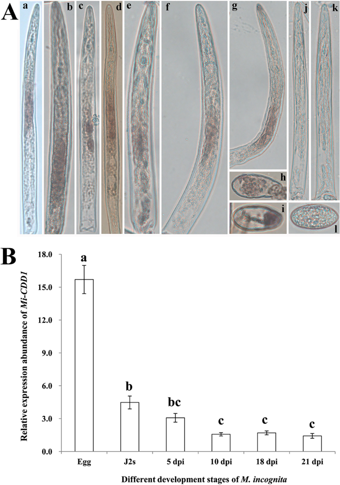 Function analysis of the cytidine deaminases in root-knot nematode ...