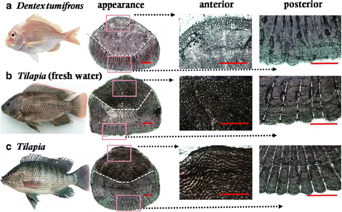 Element distribution over the surface of fish scales and its connection to  the geochemical environment of habitats: a potential biogeochemical tag