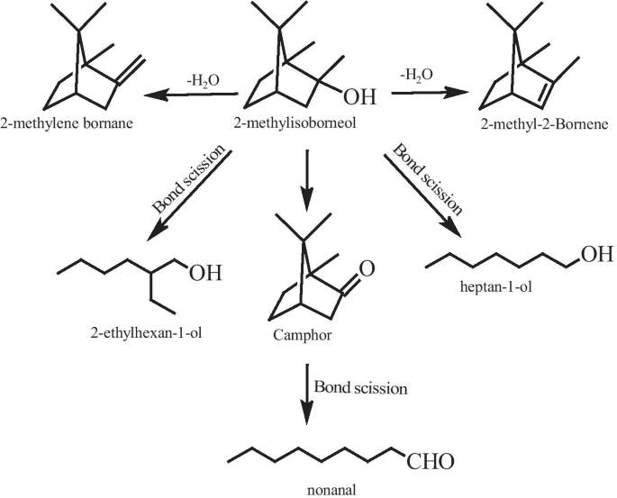A Critical Review On Geosmin And 2 Methylisoborneol In Water Sources Effects Detection And Removal Techniques Springerlink