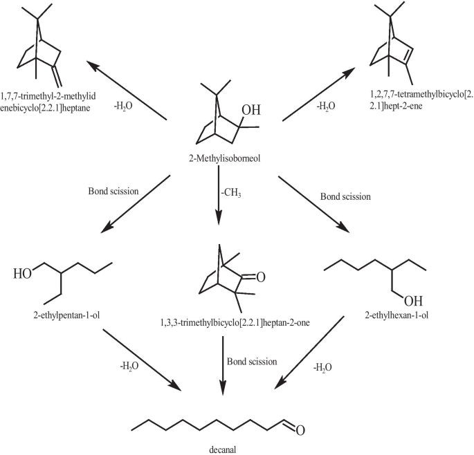 A Critical Review On Geosmin And 2 Methylisoborneol In Water Sources Effects Detection And Removal Techniques Springerlink
