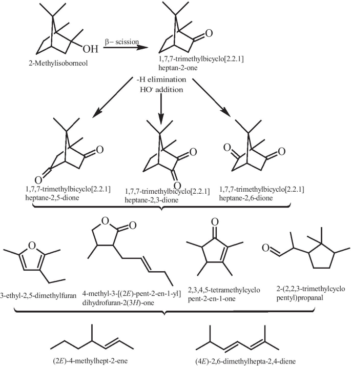 A Critical Review On Geosmin And 2 Methylisoborneol In Water Sources Effects Detection And Removal Techniques Springerlink