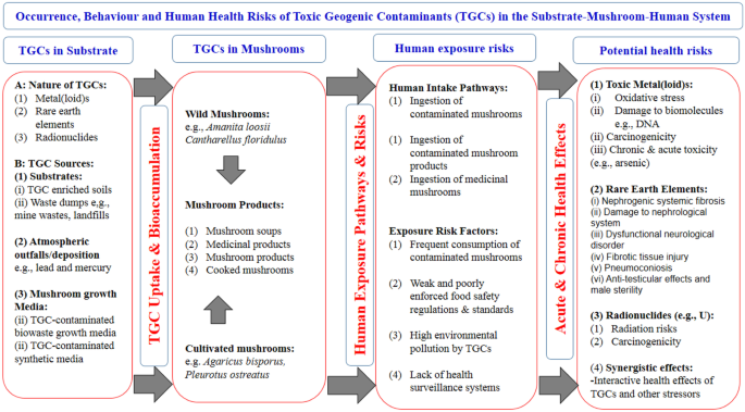 Occurrence Behavior And Human Exposure And Health Risks Of Potentially Toxic Elements In Edible Mushrooms With Focus On Africa Springerlink