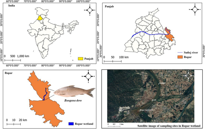 Spatial analysis of diatom diversity and water chemistry of ropar wetland  (Ramsar site) of Punjab, India,Brazilian Journal of Botany - X-MOL