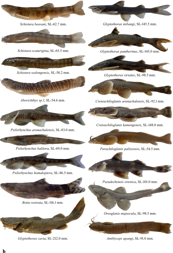 Spatio-temporal dynamics of fish communities and habitat conditions in ...