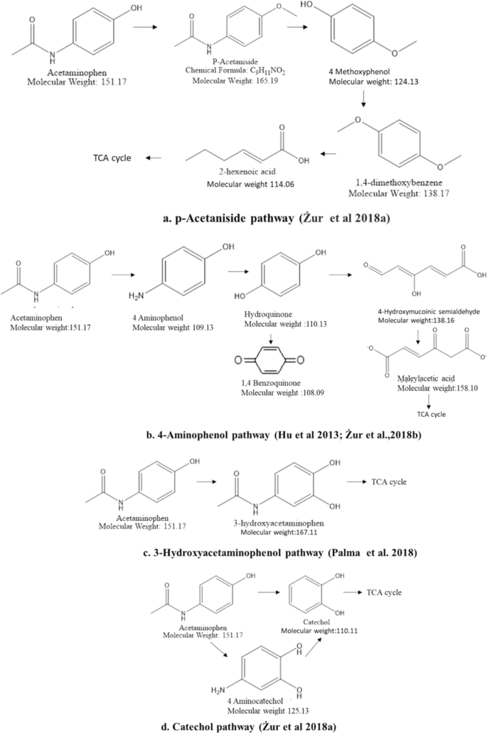 Unveiling the environmental threat of acetaminophen: ecotoxicology ...