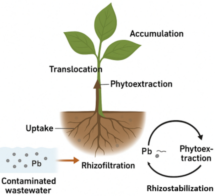 Phytoremediation potential of native tree species for lead removal ...