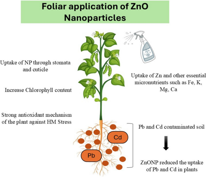 Lead and cadmium contamination in soils: impacts and phytoremediation  strategies using ornamental plants, nanoparticles, and organic growth  regulators | Environmental Monitoring and Assessment | Springer Nature Link