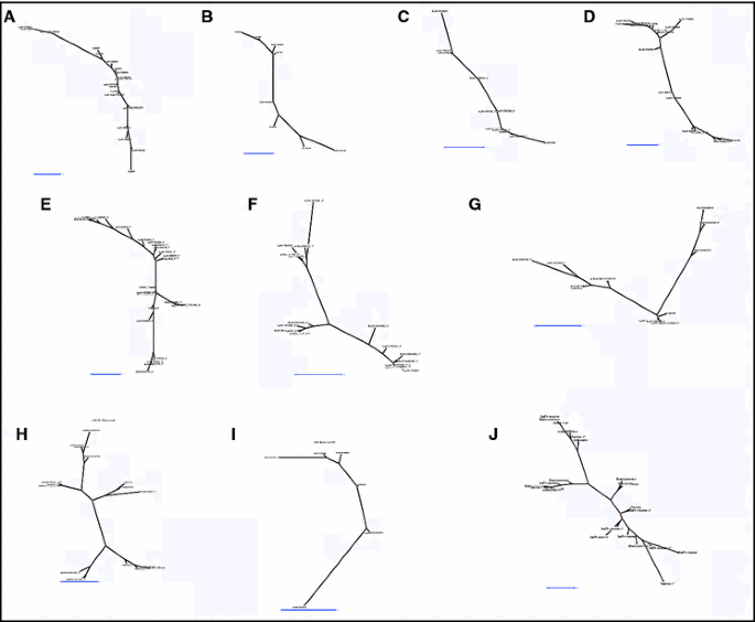 Molecular Marker Based Genetic Linkage Map Of A Diploid Banana Population Musa Acuminata Colla Springerlink