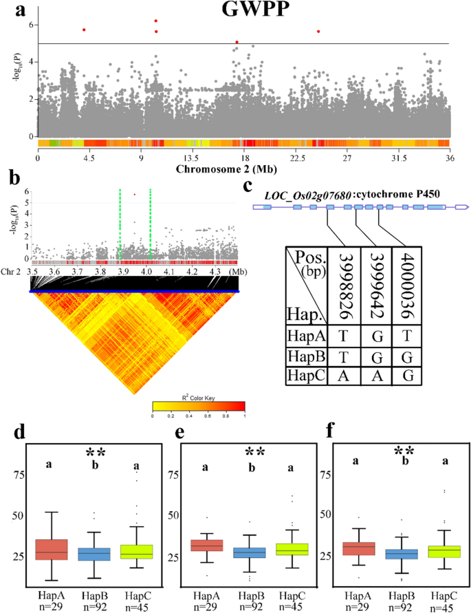 Phenotype of wild-type Supi 3 and mutant wh. (A) spikes, (B) leaf