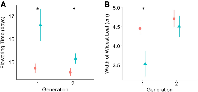 brassière invisible