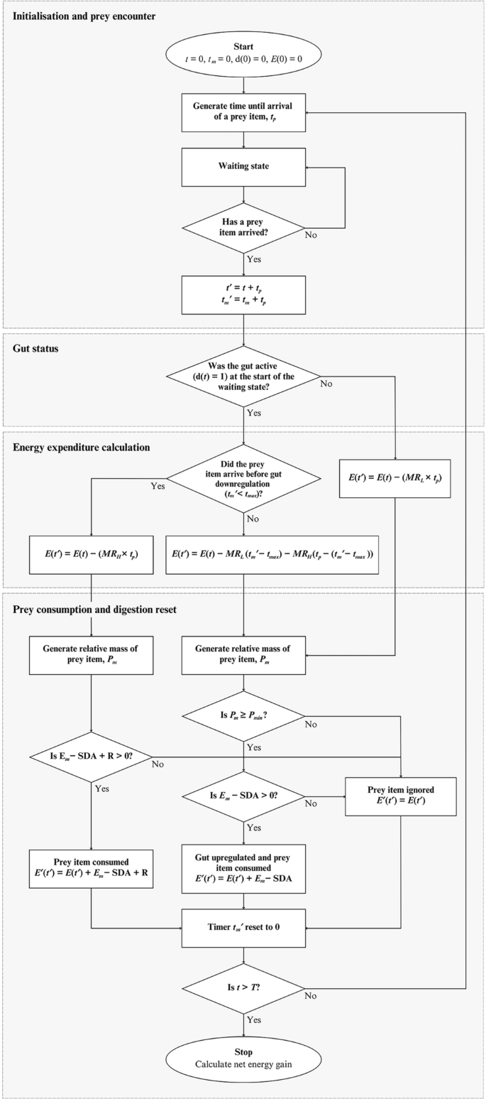 A model of optimal digestive strategy in infrequently-feeding snakes ...