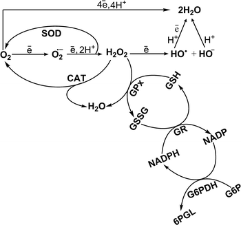 Contaminant-induced oxidative stress in fish: a mechanistic approach |  SpringerLink