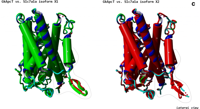 Sequence Analysis And Spatiotemporal Developmental Distribution Of The Cat 1 Type Transporter Slc7a1a In Zebrafish Danio Rerio Springerlink