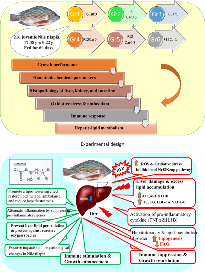l carnitine in fish Will this make you smell like fish?! Pcos main image 1