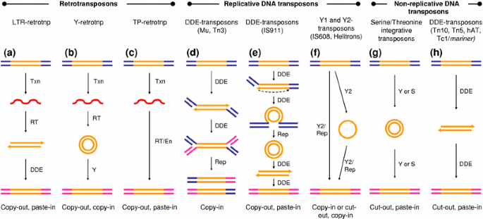 Download Gene Therapy Vectors The Prospects And Potentials Of The Cut And Paste Transposons Springerlink Yellowimages Mockups