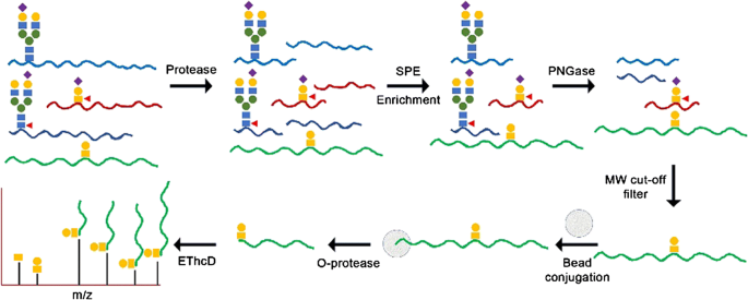 Improved Online Lc Ms Ms Identification Of O Glycosites By Ethcd Fragmentation Chemoenzymatic Reaction And Spe Enrichment Springerlink