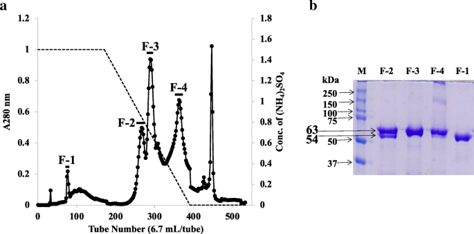 Lys radiator Steward Purification and molecular characterization of a truncated-type Ara h 1, a  major peanut allergen: oligomer structure, antigenicity, and glycoform |  SpringerLink