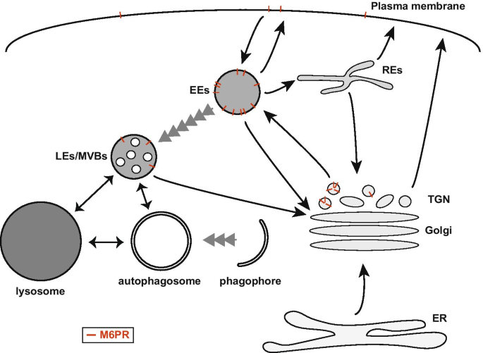 Glycans In Autophagy Endocytosis And Lysosomal Functions Springerlink Glycans In Autophagy Endocytosis And Lysosomal Functions Springerlink