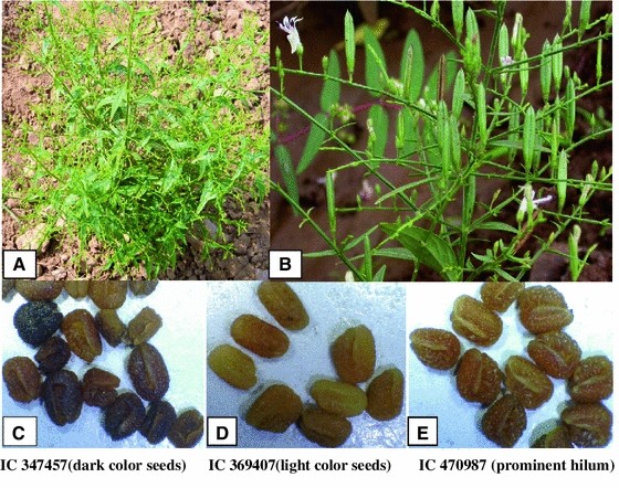 10000 5000 Andrographis paniculata Kalmegh 2000 50000 bulk seeds 10000 5000 Andrographis paniculata Kalmegh 2000 50000 bulk seeds