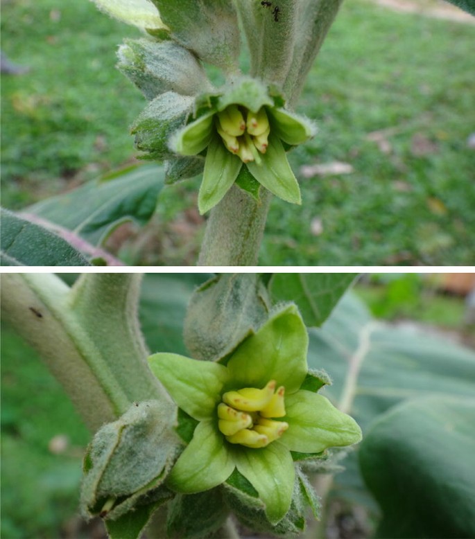 10 SEMI SOLANUM SESSILIFLORUM COCONA 10 SEMI SOLANUM SESSILIFLORUM COCONA