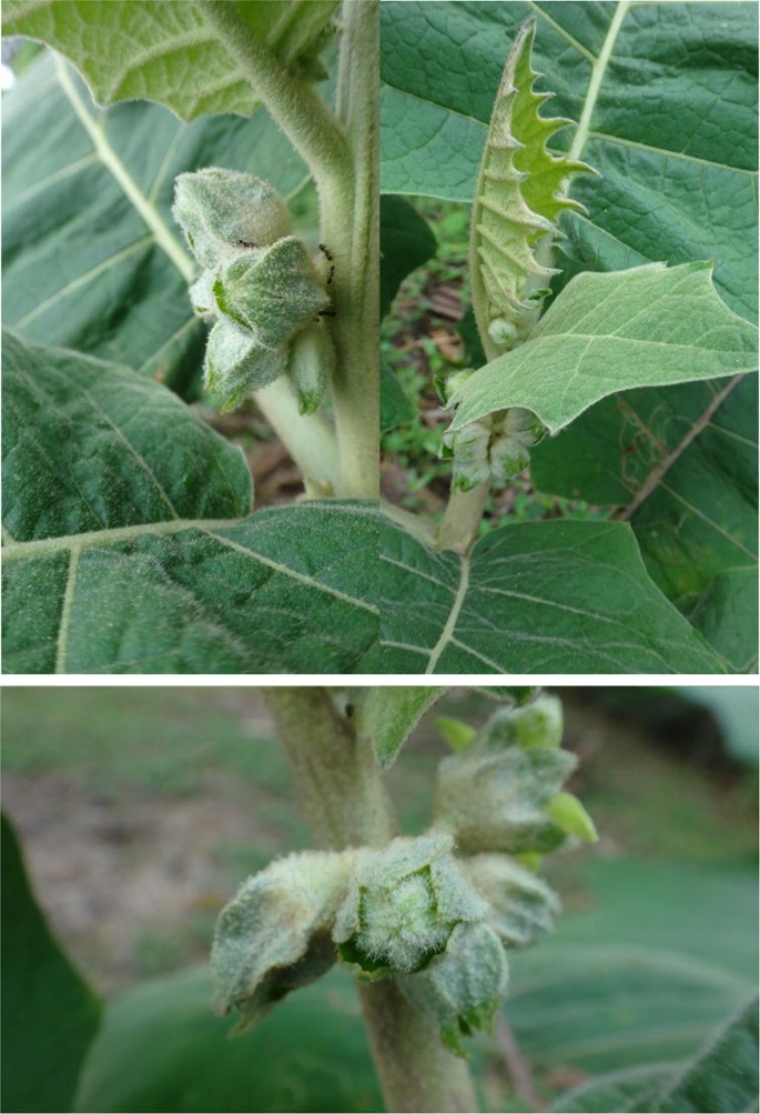 Cocona (Solanum sessiliflorum Dunal) reproductive physiology: a review |  SpringerLink