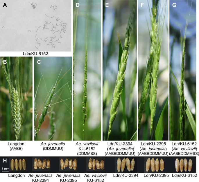 Production And Phenotypic Characterization Of Nascent Synthetic Decaploids Derived From Interspecific Crosses Between A Durum Wheat Cultivar And Hexaploid Aegilops Species Springerlink