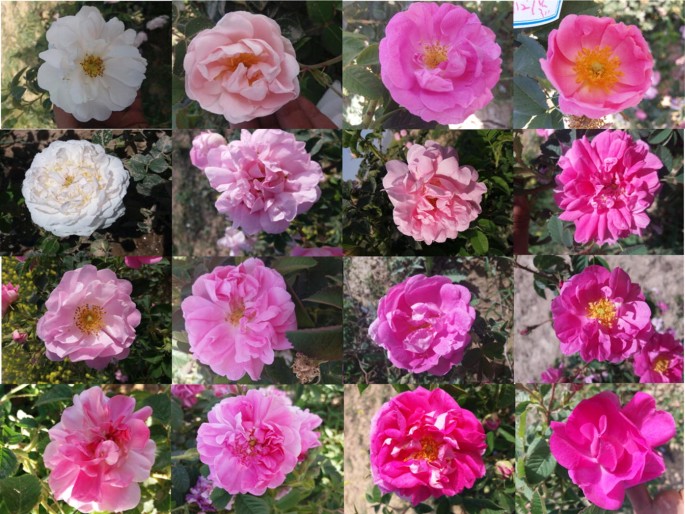 Morphological characterization of Damask rose (Rosa × damascena Herrm.)  germplasm to select superior accessions | SpringerLink